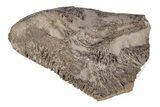 Cretaceous Fish (Saurocephalus) Lower Jaw Section - Kansas #218799-1